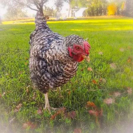 Vakantieboerderij Country & La Quercia Coriano