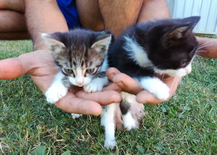 Κατάλυμα σε φάρμα Country & La Quercia Κοριάνο