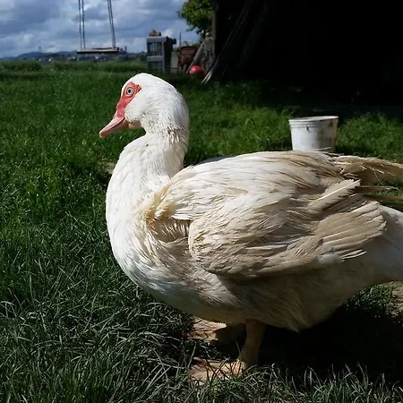 Country & La Quercia Çiftlik konaklama