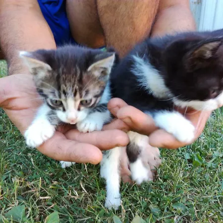 Alloggio per agriturismo Country & La Quercia Coriano