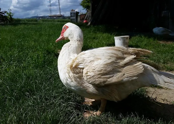 Country & La Quercia Farma