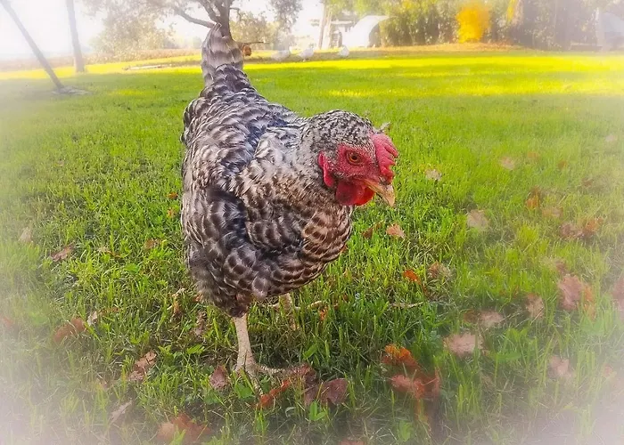 Farma Country & La Quercia Coriano